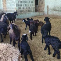 میش جوان بره دار