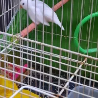فنچ|پرنده|مشهد, علی آباد|دیوار