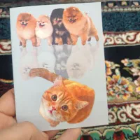 سگ بازیگوش دوماهه نر آرام