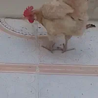 مرغ|پرنده|هندیجان, |دیوار