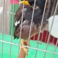 مینا سخن‌گو