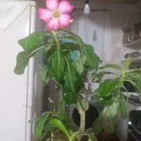 گل زیبا وه سرحال