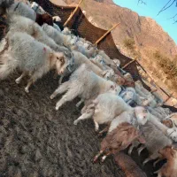بز چاق|حیوانات مزرعه|سیرجان, |دیوار