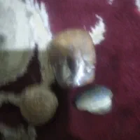 شهاب سنگ و فسیل و سنگ الماس یاهمون آسیاب|کلکسیون اشیاء عتیقه|شیراز, درکی|دیوار