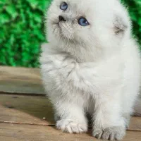 مرکز گربه با تخفیف|گربه|کرج, چهارصد دستگاه|دیوار