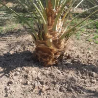 فروش پاجوش(جنگ درخت)|گل و گیاه طبیعی|بم, |دیوار