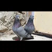دوجفت سبز آبادانی
