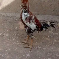 خروس لاری