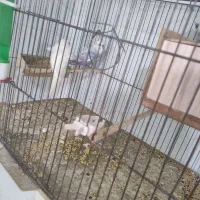 تعداد حیوان دارای جوجه وتخم|پرنده|یزد, |دیوار