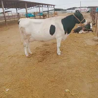 گاو آبستن جوان.تلیسه ی داشتی