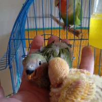 جوجه طوطی برزیلی|پرنده|سنندج, |دیوار