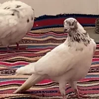 گم شده