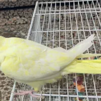 عروس هلندی|پرنده|تربت‌حیدریه, ۴۵ متری|دیوار