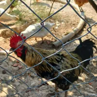 خروس دو رگ محلی|حیوانات مزرعه|بهشهر, |دیوار