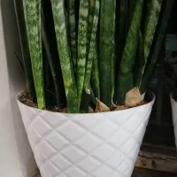 گل طبیعی ابلق پر شاخه|گل و گیاه طبیعی|مشهد, نیزه|دیوار