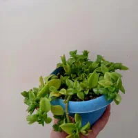 گل طبیعی|گل و گیاه طبیعی|شاهرود, |دیوار