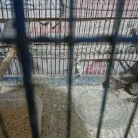 فنج|پرنده|قم, شاه ابراهیم|دیوار