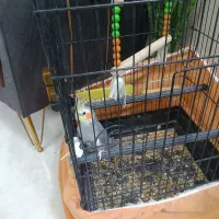 عروس هلندی نر سخنگو دستی|پرنده|ابریشم, |دیوار