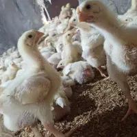 شراکت پرورش مرغ گوشتی