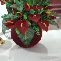 گل سالم و نو