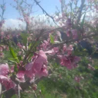 زمین-باغی