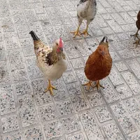 خروس محلی جوان و سالم