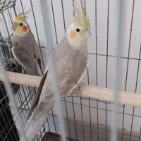 عروس هلندی زیبا فیلم داخل آگهی باقفس بزرگ