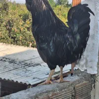 تخم مرغ گلین ریشو چهل تاج اصیل|حیوانات مزرعه|گرگان, |دیوار