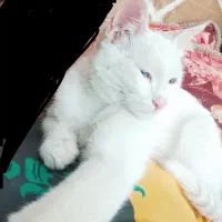 گربه گم شده