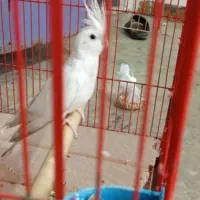 آلبینو ماده با قفس وتجهیزات