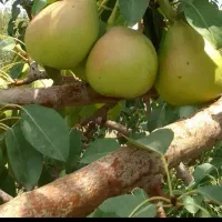 باغبانی گل کاری محلول حذف هرز تقویتی باردهی پیوند|خدمات باغبانی و درختکاری|زابل, |دیوار