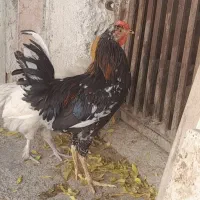 خروس گلین دم اواز و محلی