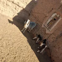 بز زاییده دوقلو|حیوانات مزرعه|بجستان, |دیوار