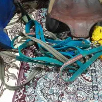 زین اسب|اسب و تجهیزات اسب‌سواری|چابکسر, |دیوار