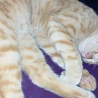 واگذاری گربه نر 6 ماهه