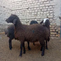 سه عدد بره ماده هترو
