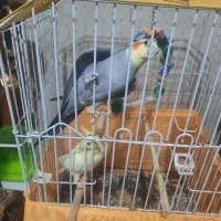 عروس هلندی نرو ماده دوکلمه صحبت میکنه سوت میزنه