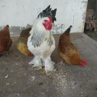 خروس برهما