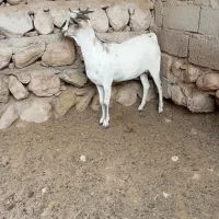 کیسه صومالی