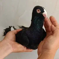 قره سوری نر ماده