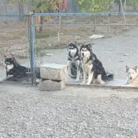 سگ هاسکی ۷ ماهه|سگ|مشهد, میان ولایت|دیوار