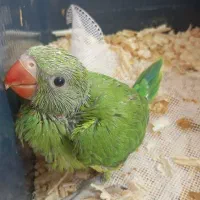 طوطی ملنگو سرلاکی