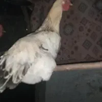 یک عدمرغ دورگه هلندی ۶ماهه سالم فروشی