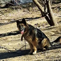 سگ ژرمن شولاین کینگ سایز