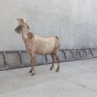 بز۴۵کیلویی‌واسه سربریدن‌قیمت ۱۴گوسفندم‌دارم‌دونه۱۲