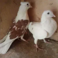 کفترپرشی|پرنده|تهران, یاخجی آباد|دیوار