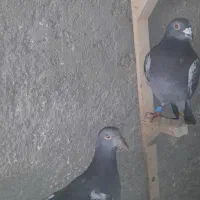 جفت کوهی چاپی