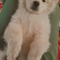 سگ پاکوتاه نر