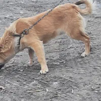 سگ پاکوتاه نر