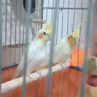 عروس هلندی نر و ماده|پرنده|دره شهر, |دیوار